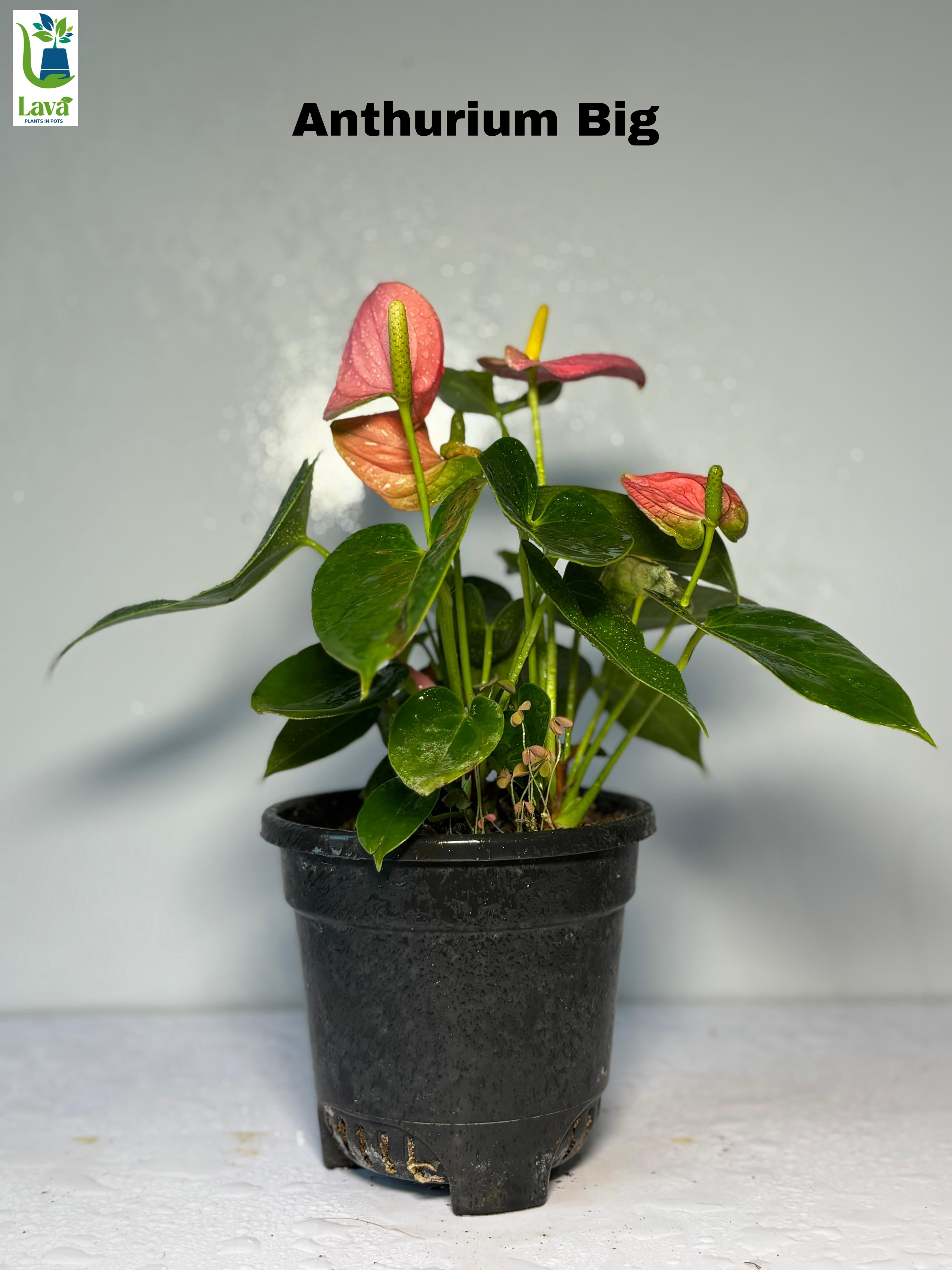 Anthurium 