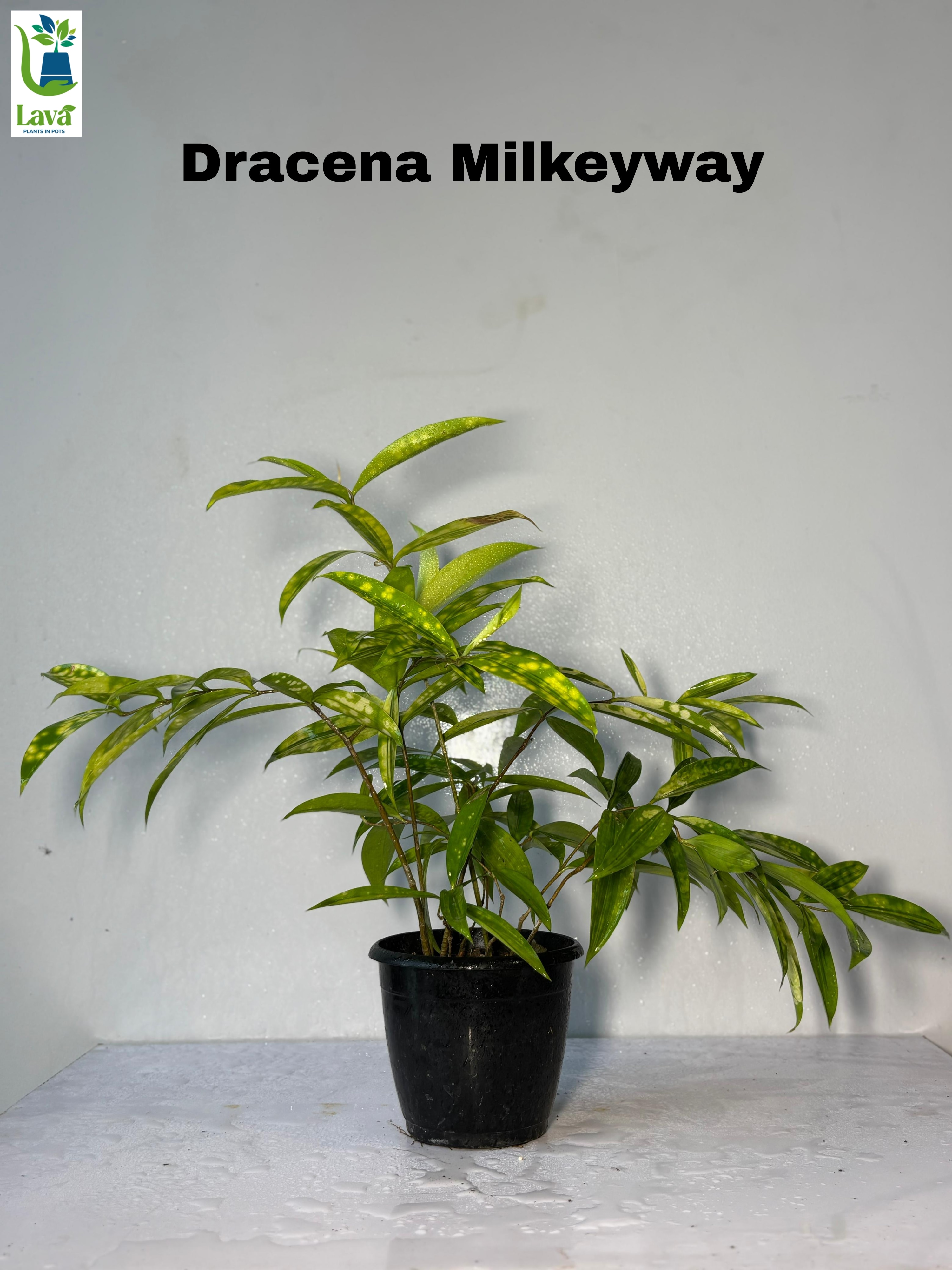 Dracena Mi