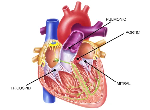 Heart Valve Disorder Treatment service image