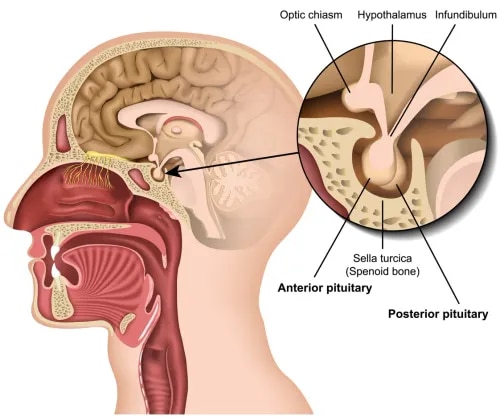 Transsphenoidal Surgery  service image