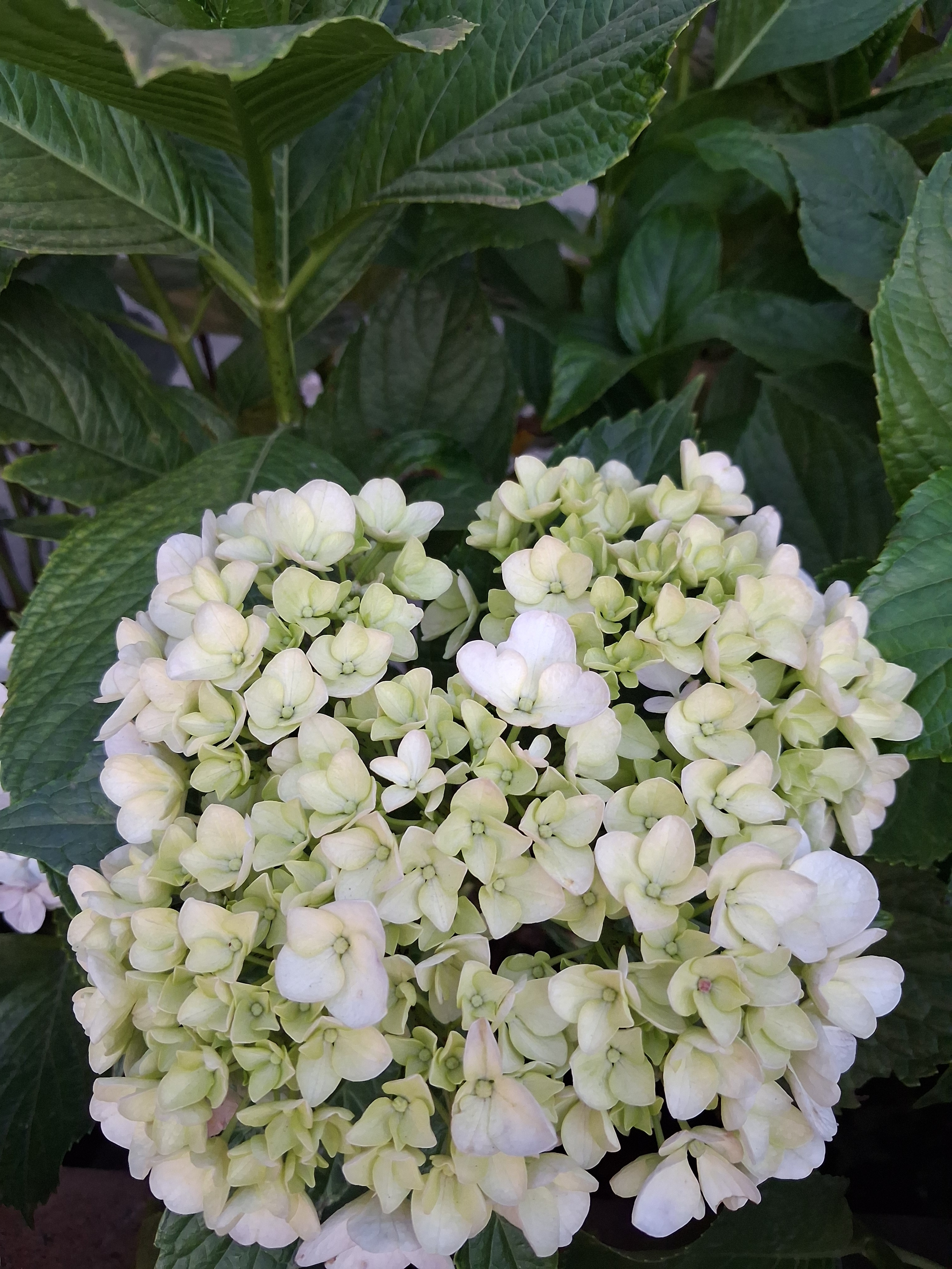 Image Product