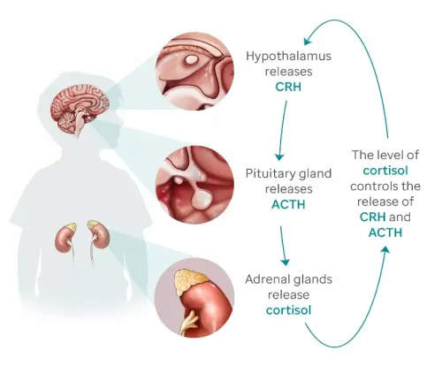 Adrenal & Pituitary Gland Disorders service image