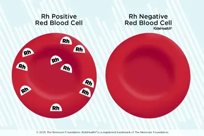 Blood Type & Rh Factor Testing service image