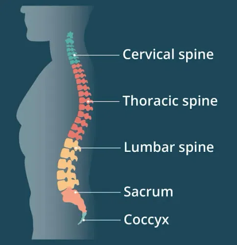 Spine Specialist & Spine Care  product image