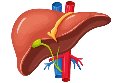 Liver Specialist (Hepatologist) in Baner, Balewadi, Pune service image
