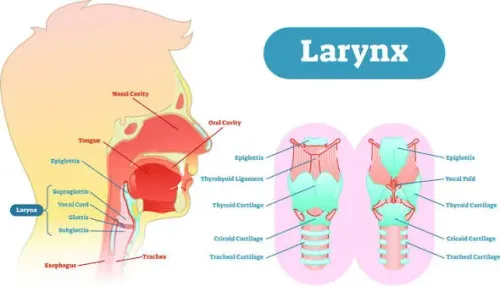 Larynx Cancer service image