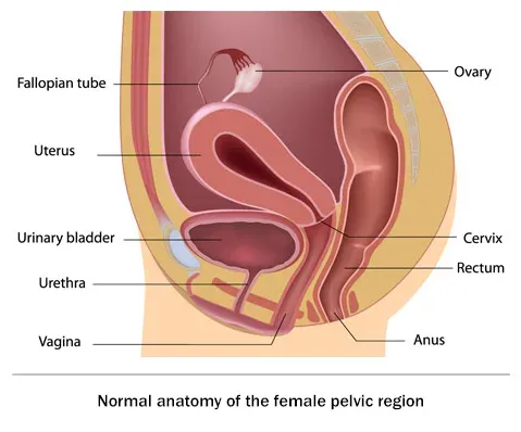 Pelvic Organ Prolapse Treatment service image