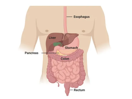 Upper GI Oncology service image