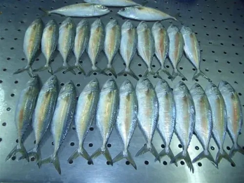 Indian Mackerel product image