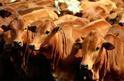 Animal Health SupplementOur Company offers sustainable Animal Health Supplement & Nutrition products such as quality feed additives and premixes, which solutions for natural growth promoting concept as well as other specific solutions which address dietary requirements for swine, poultry, dairy and cattle as well as aquaculture.