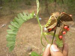 We offer Abrus precatorius Plant. The botanical Name of which is Abrus precatorius L. The plant has poisonous seeds.Details:Local Name: GunjaFamily: FabaceaeSeeds are poisonousUse: Leaves are used in painful swellings.