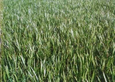 Acorus Calamus Plant is used in medicinal sector as well as perfumery industry. The Acorus calamus Plant has anti-spasmodic properties.Used As:Brain tonicMemory enhancerMedicine for curing respiratory tract infection.