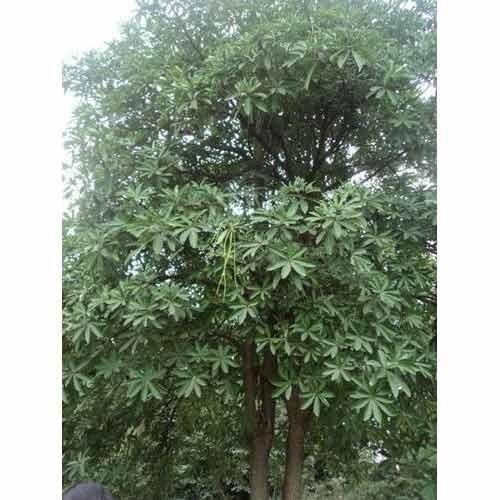 The botanical name of Alstonia scholaris Plant is Alstonia scholaris L. Alstonia scholaris Plant has bitter taste and used in fever tonic in the pharmaceutical industries.Details:Local Name: SaptaparniFamily: Apocynaceae