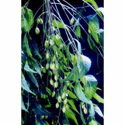 Azadirachta indica Plant is commonly used as anthelmintic, antifungal, antidiabetic, antibacterial, antiviral agent. It is also used in contraceptive and medicines.Details:Botanical Name: Azadirachta indicaLocal Name: Kadu neemFamily: Meliaceae