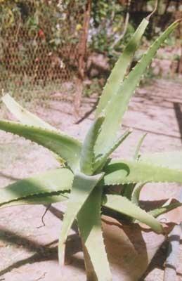 We offer Aloe barbadensis Plant which is used in making various medicines. It has high medicinal value.Benefits:High medicinal valueCosmetic useFor extracting juice