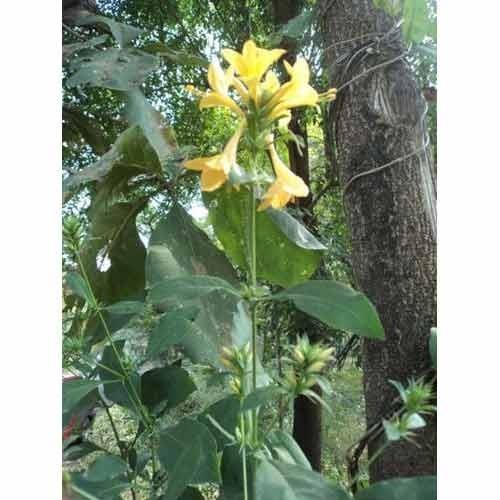 Barleria Prionitis Plant is highly effective in arthritis. The leaves of the plant are chewed to relieve toothache and bleeding gums.Details:Botanical Name: Barleria prinotis LLocal Name: KatekorantiFamily: Acanthaceae
