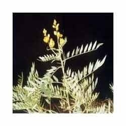 Cassia Angustifolia Plant is a must ingredient in many herbal formulations where it is treated as a laxative. The Cassia angustifolia Plant has various therapeutic properties that make it popular.Used For Treating:BiliousnessConstipationNauseaHalitosis