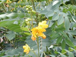 Cassia Occidentalis Plant is used for various therapeutic purposes. The root of Cassia occidentalis Plant is widely used in the treatment of rheumatism.Details:Botanical Name: Premna integrifoliaLocal Name: AgnimanthFamily: Verbenaceae