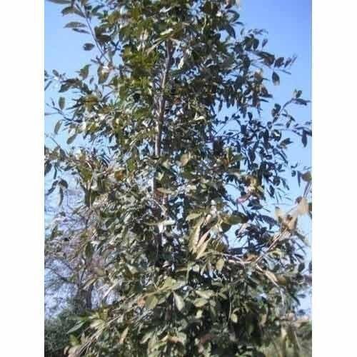 Cassia Fistula Plant is known for its medicinal value. It grows into tall and busy tree with time. Its fruits are used in making different kinds of medicines.Details:Botanical Name: Cassia fistula Linn.Local Name: BahavaFamily: CaesalpiniaceaeUses: Stomach disorders, ache, fever, any skin ailment