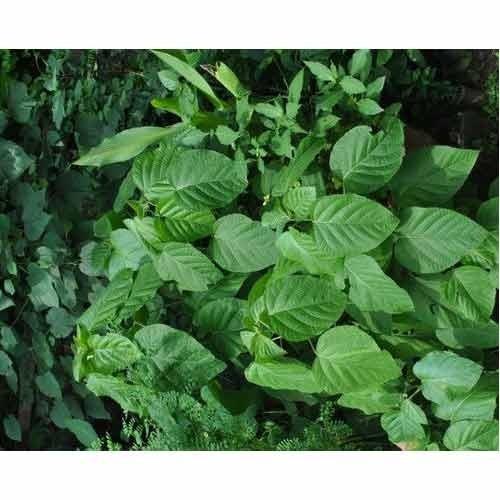 We offer Clerodendrum Plant is highly effective in healing wounds, cuts. The plant is also used for treating swelling and pain in arthritis.Details:Botanical Name: Clerodendrum infortunatumLocal Name: KhanduchakkaFamily: Verbenaceae