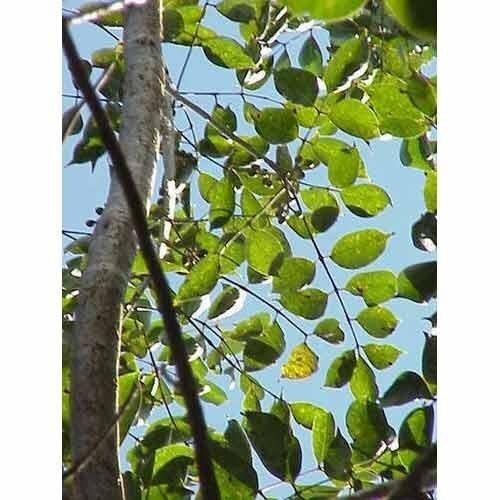 Commiphora Mukul Plant, which is harvested from the plant's bark through the process of tapping. In addition, the Commiphora mukul Plant is sought for its gummy resin.Details:Botanical Name: Commiphora mukulLocal Nam : GugulFamily: Burseraceae