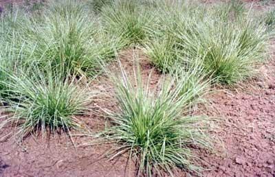 Cymbopogon Nardus Plant has various therapeutic benefits. This Plant is used for enhancing the growth of hair, facial glow and for combating flu.Used As:DeodorantTonicAntisepticStimulantInsecticideParasitic