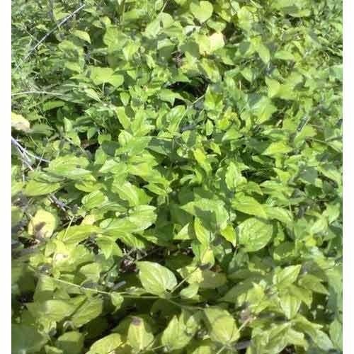 Ficus Religiosa Plant is a dense and bushy plant. It is extensively used in treating wounds and cuts in swelling.Details:Botanical Name: Ficus relegiosaLocal Name: PipaleFamily: Moraceae