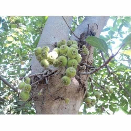 The Ficus Glomerata Plant grows into a long and fruit bearing tree. The fruits are edible. The plant finds numerous applications as astringent and in heat related complaints as well.Details:Botanical Name: Ficus glomaruta L.Local Name: UmberFamily: Moraceae