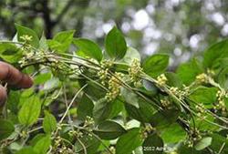 Gymnema Sylvestre Plant is considered very effective for reducing blood sugar. The Gymnema sylvestre Plant also works as natural medication for diabetes.Details:Botanical Name: Gymnema sylvestreLocal Name: GudmarFamily: Asclepiadaceae