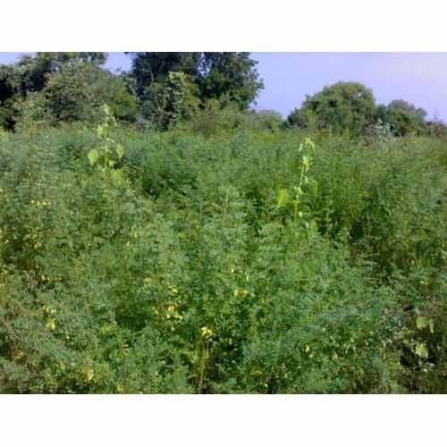 Indigofera Tinctoria Plant is the main source of indigo dye. The Indigofera tinctoria Plant is grown in moderate climate.Details:Botanical Name: Indigofera tinctoriaLocal Name: NiliFamily: Papilionaceae