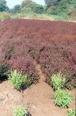 Ocimum Sanctum Plant is used as an antioxidant in several medicinal preparations. The Ocimum sanctum Plant can cure several ailments.Used In Treatment Of:Urinary infectionUpper respiratory tract infectionSkin infections