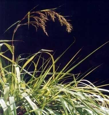 Palmarosa Plant is extensively used for preparing ayurvedic medicines. The Palmarosa Plant is considered very effective for the treatment of rheumatic aches, sciatica, digestive problem, neuralgia, fever and intestinal infections.Used For Healing:Rheumatic achesSciaticaDigestive problemNeuralgiaFeverIntestinal infections