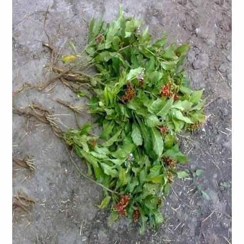 Belonging to Apocynaceae family, Rauvolfia Serpentina Plant is considered highly effective for controlling high blood pressure and treating insomnia. Details:Botanical Name: Rauvolfia serpentinaLocal Name: SarpagandhaFamily: ApocynaceaeUses: It reduces high blood pressure, used in insomnia as well