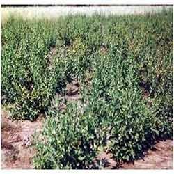 Withania somnifera Plant