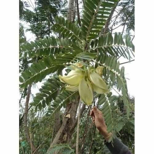 Sesbania Grandiflora Plant is used in varied healing practices for the treatment of painful swelling, small pox, headache, and other ailments. Every part of Sesbania grandiflora Plant be it the leaf, bark, flower or root has excellent medicinal properties.Details:Botanical Name: Sesbania grandiflora L.Local Name: HetiFamily: FabaceaeUses: Flowers are used as vegetable. Leaf juice used in medicine