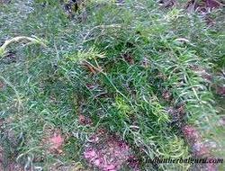 Asparagus racemosus Plant is used in treatment of nervous disorders, tumors, dyspepsia, throat infections, cough bronchitis, tuberculosis, and general debility. Asparagus racemosus Plant is also used as an antacid.Used In:Pregnancy and lactation periodHeat related problems