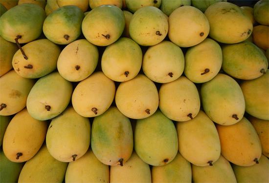 Ethylene gas is to be used vide range of application and one of the latest application is Fruit ripening Banana & Mangoes are one of the most popular fruits in the world, and ripening them is not very different than the process for avocados, and other fruit. In India, local people have been used Acetylene or calcium carbide to ripen Banana, Mango fruit which banned by Government. We strongly discourage these methods as this process is very harmful to mankind.
SVCG offers and suggest to clients to ripen fruits by using Ethylene Gas with our Ripening system. We also offer the Ethylene Gas through vide range of capacities to Fruit ripening process such as canister, cylinder.
Ethylene (IUPAC name: ethene) is a gaseous organic compound with the formula C2H4. It is the simplest alkene (older name: olefin from its oil-forming property). Because it contains a carbon-carbon double bond, ethylene is classified as an unsaturated hydrocarbon. Ethylene is widely used in industry and also has a role in biology as a hormon ..
Application
Ethylene shortens the shelf life of many fruits by hastening fruit ripening and floral senescence . Tomatoes , bananas and apples will ripen faster in the presence of ethylene. Bananas placed next to other fruits will produce enough ethylene to cause accelerated fruit ripening.
Ethylene will shorten the shelf life of cut flowers and potted plants by accelerating floral senescence and floral abscission
Flowers and plants which are subjected to stress during shipping, handling, or storage produce ethylene causing a significant reduction in floral display.
Flowers affected by ethylene include carnation , geranium , petunia , rose , and many others.
Ethylene can cause significant economic losses for florists, markets, suppliers, and growers.
Commercial growers of bromeliads , including pineapple plants, use ethylene to induce flowering.
Plants can be induced to flower either by treatment with the gas in a chamber, or by placing a banana peel next to the plant in an enclosed area.