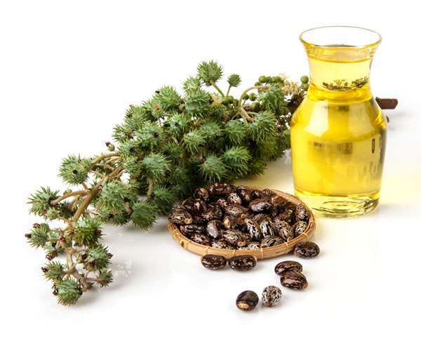 Castor oil is often used in cosmetics to promote hydration and often added to products like lotions, makeup and cleansers. We can also use this rich oil on its own as a natural alternative to store-bought moisturizers and lotions. Castor oil is thick, so it’s frequently mixed with other skin-friendly oils like almond, olive and coconut oil to make an ultra-hydrating moisturizer.