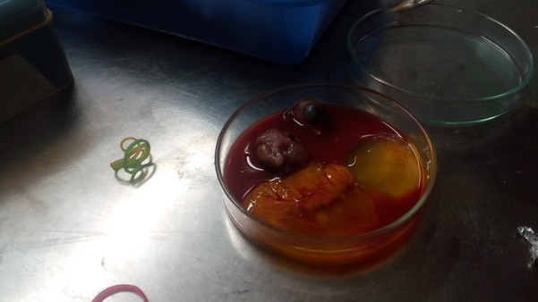 We provide cell line testing for the plant formulations, finished product, ayurvedic formulations, unani formulations, synthetic drugs from pharma, life science, chemistry, etc.