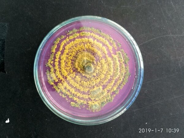 We provide R & D services for life sciences students, professionals, industries on Anti-fungal testing for their products, plant extracts, synthetic drugs, etc.