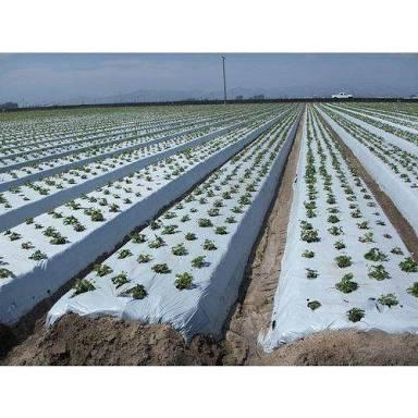 Silver & Black Mulching Film Leading Manufacturer of silver & black mulching film, watermelon mulching film, mulch film and cotton mulching film from kundli Sonepat Product Details:Color	White, Silver, BlackThickness (microns)	7, 20,25,40, 50,100 MicronsLength	100-800 MPerforation	Upto 3 RowsUV Protected	YesLayers	Upto 3 LayersWe are well-received in the market for offering superior quality Silver Mulch Film that helps in achieving a high yield of crops. The disallow weeds and pests grow in the field and protect garden fruits and vegetables. Specifications:Type: Available in 7, 20,25,40, 50,100 micronsUV Protected: YesPerforation: Upto 3 rows