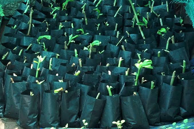 Sigma Poly Products Offer Nurseries Of Fruits And Vegetables