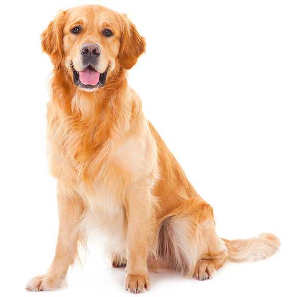 Golden retriever clearance shopping