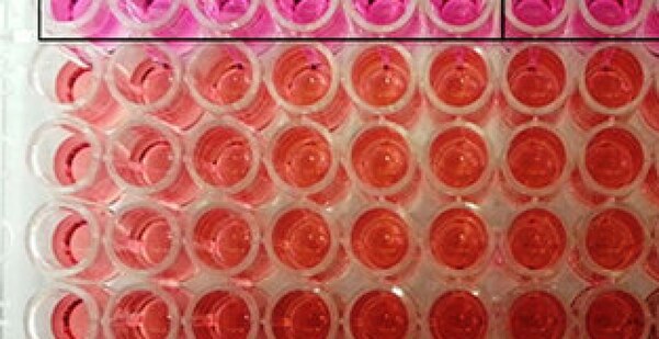 Dextrose technologies provide Cytotoxicity assay which is a test for analyzing the cytotoxic effects of the material and medical device on the living organism. It was the earliest and simplest in vitro technique that was designed for biocompatibility evaluation of materials.