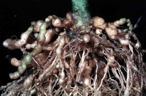 Dextrose technologies provides Nematode analysis which causes stunting, yellowing, wilting, yield reduction, root galling, formation of root lesions and thereby causing huge losses for farmers if not diagnosed at early stages.