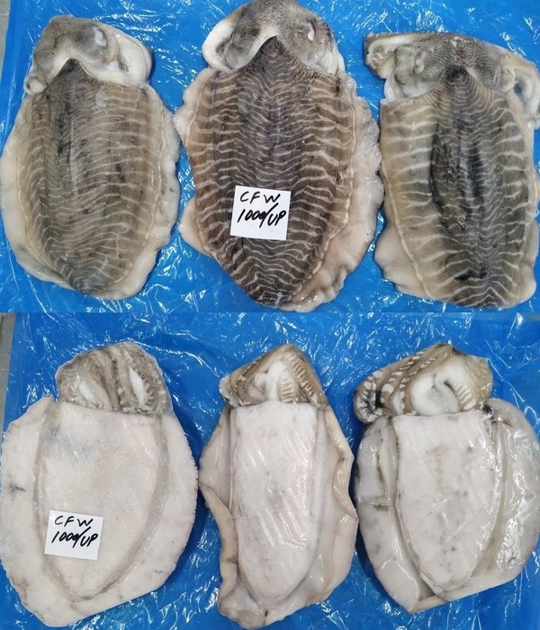 CUTTLEFISH WHOLE IQF product image