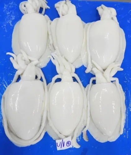 Cuttlefish whole cleaned IQF product image