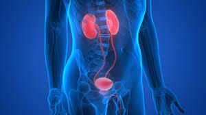 Urology (from Greek 