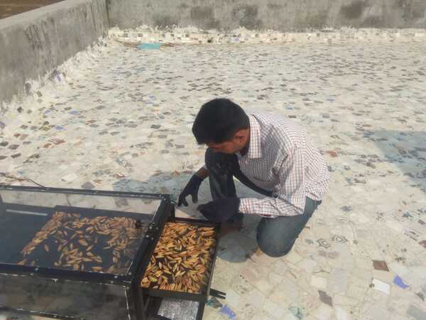 1.75 ft X 3ft SS 304 fabricated sheet Metal structure with black powder coating foodgrade and 2 nos ALLUMINIUM PERFORATED/ tray. Size 16” x 32” with food gradeblack coated as shown in pic. Capacity per tray 3 to 4 kg, .. 1 nos of fan (3”) and solarpanel ( 5 WATT) for moisture removal, Top Cover UV filter Poly Carbonate solid SheetUnbreakable and 4 nos castor wheel for easy movement . Proper dust proof insect proofand waterproof construction for hygiene drying of all types of farm produce , Control circuitfor fan regulation .