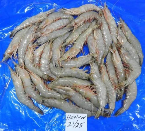 HEAD ON WHITE SHRIMPS/PRAWNS, BLOCK FROZEN product image